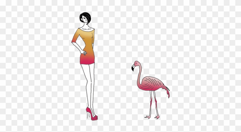 Flamingos - Greater Flamingo #1264005