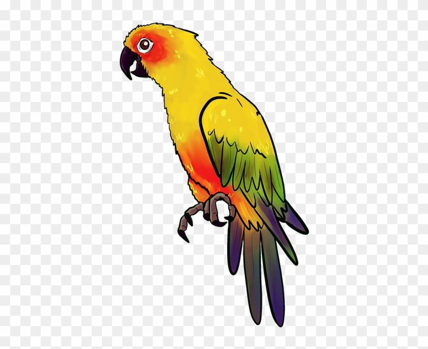 Bird, Animal, Birds, Nature, Feather, Parrot, Yellow - ภาพ นก แก้ว Png #1264195