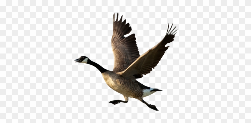 Goose Taking Off #1264326