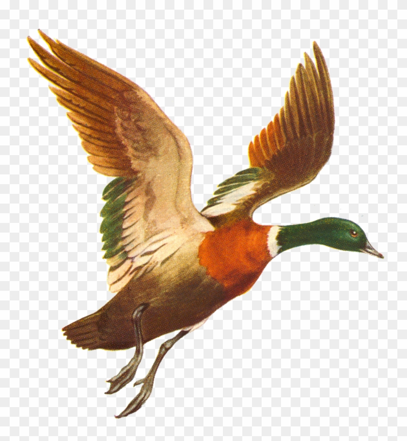 Duck Mallard Bird Flight - Flying Ducks Png #1264330