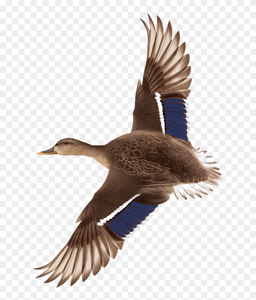 Duck Flight Mallard - Flying Duck Png #1264337