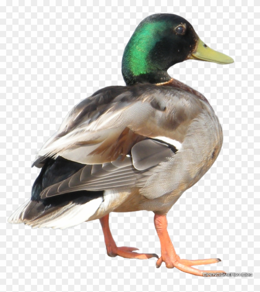 Duck Transparent Background #1264343
