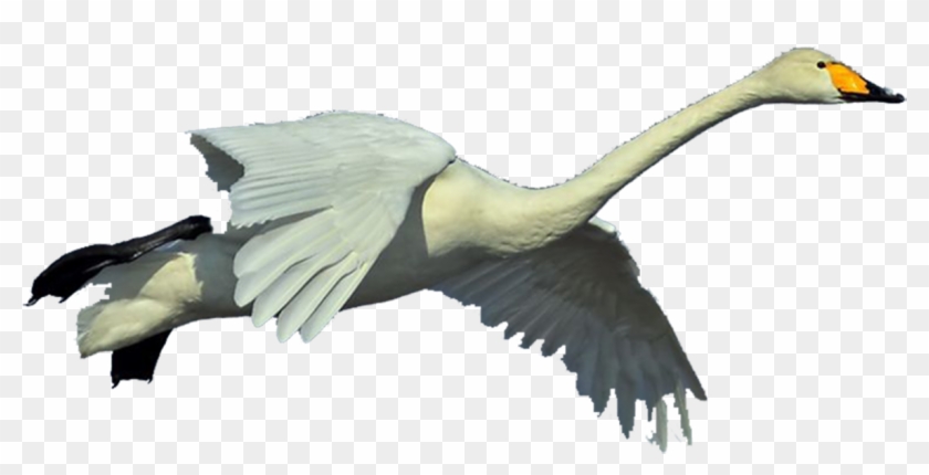 Duck Goose Whooper Swan Bird Pelican - Cygnini #1264355