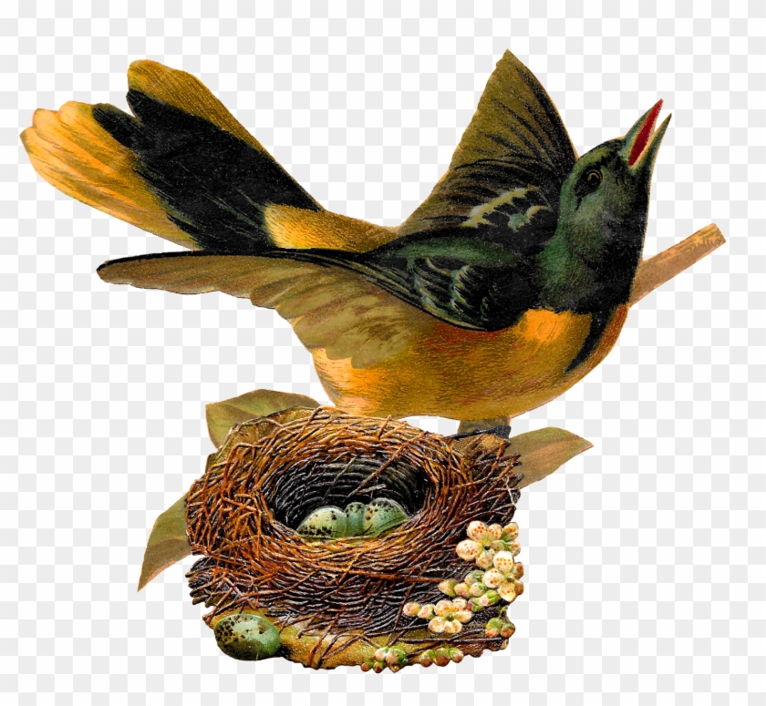 Bird Nest Eggs Oriole Image Artwork Illustration Clipart - Bird In Nest Illustration #1264357