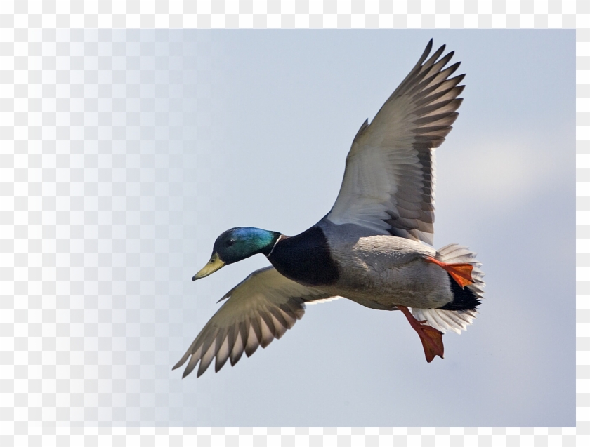 1308 Wilcox Road, Port Clinton, Oh 43452 Get Directions - Mallard #1264360