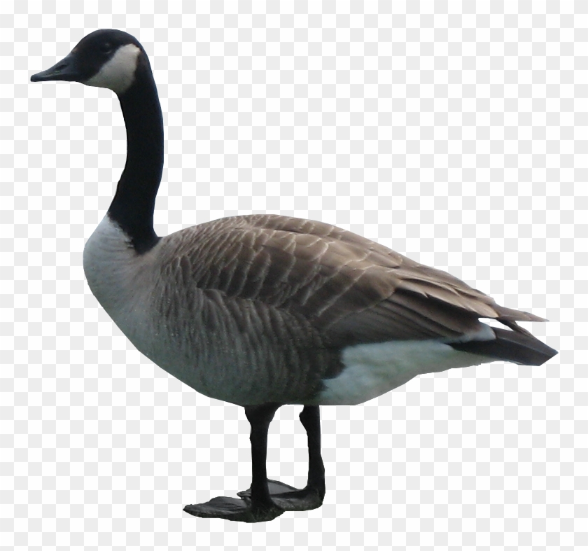 Goose Png - Goose Transparent Background #1264361