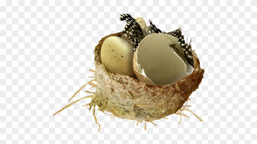 Birds Nests With Eggs - Fruit #1264370