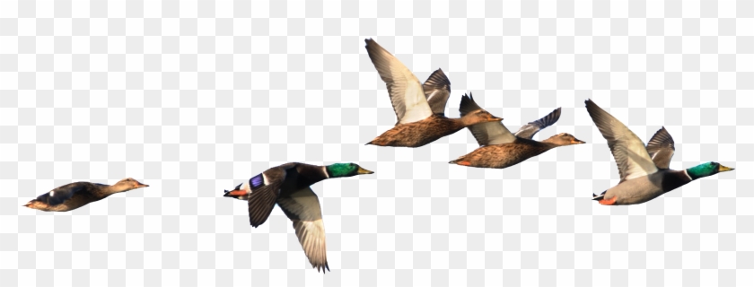 Duck Flying Gif - Duck In Flight Png #1264374