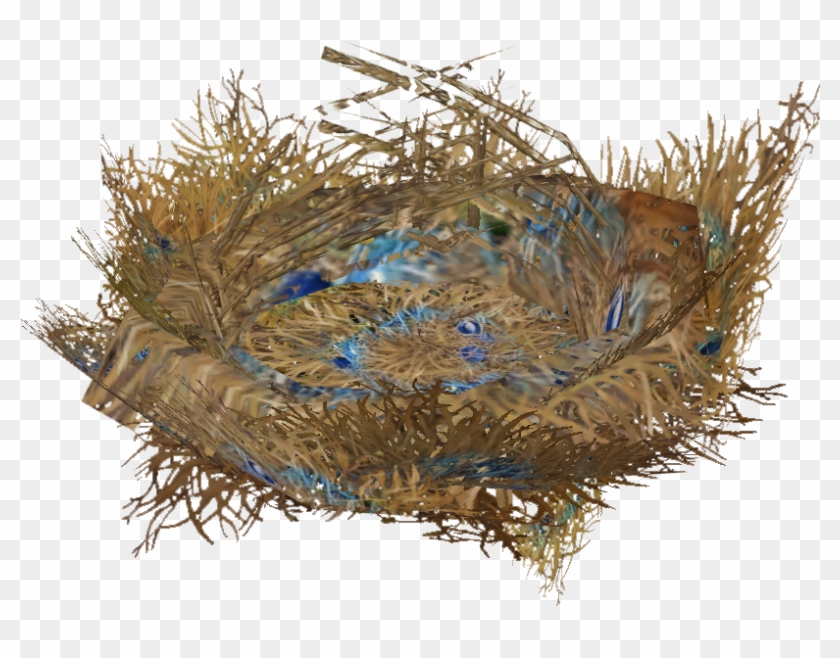Satin Bowerbird Nest - Satin Bowerbird #1264375