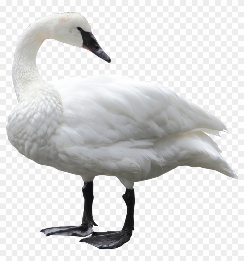Swan White Background #1264377