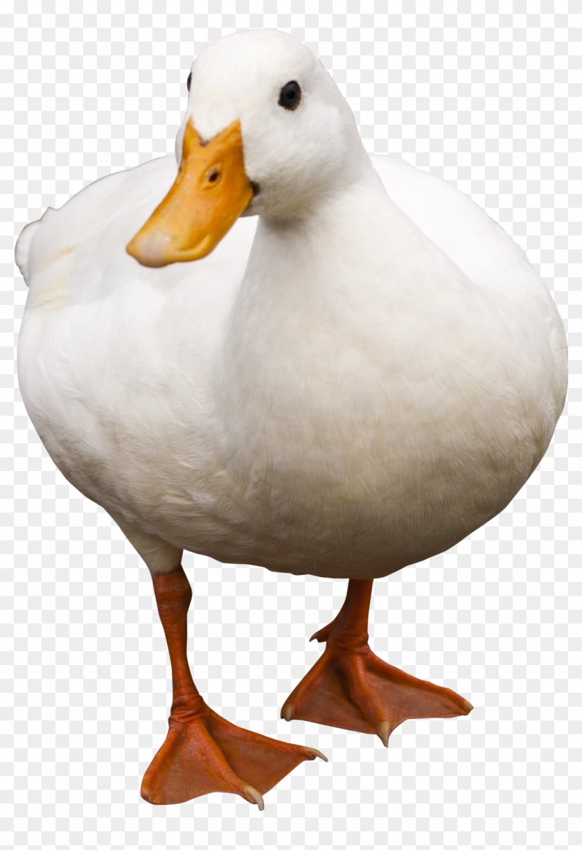 Duck Walking Png Image - Animal Sounds In German #1264378