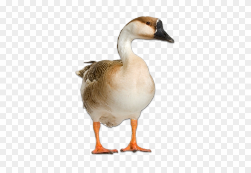 Lesso N - Goose #1264381