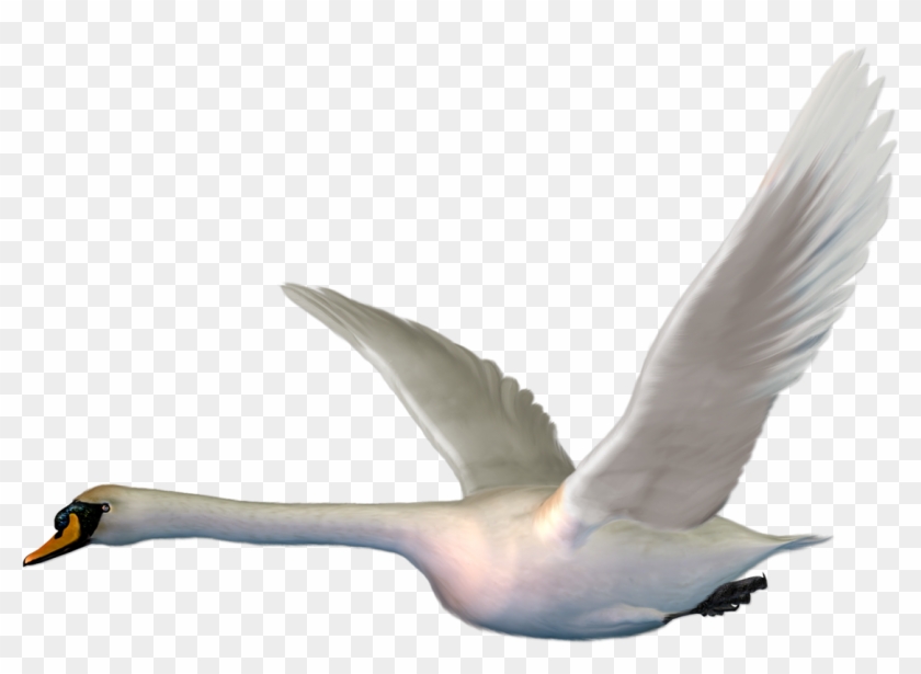 Cygnini Bird Goose Duck The Magic Swan Geese - Flying Swan Png #1264424