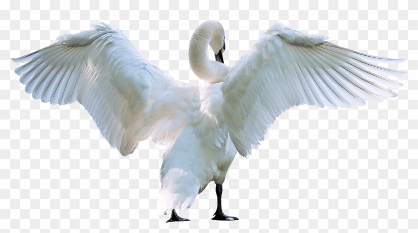 Swan Starting Fly Png Image - Swan Png #1264426