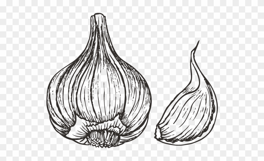 Garlic Drawing Png - Vegetable #1264428