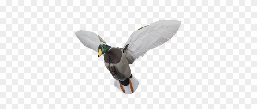 Morion Duck Decoy #1264429