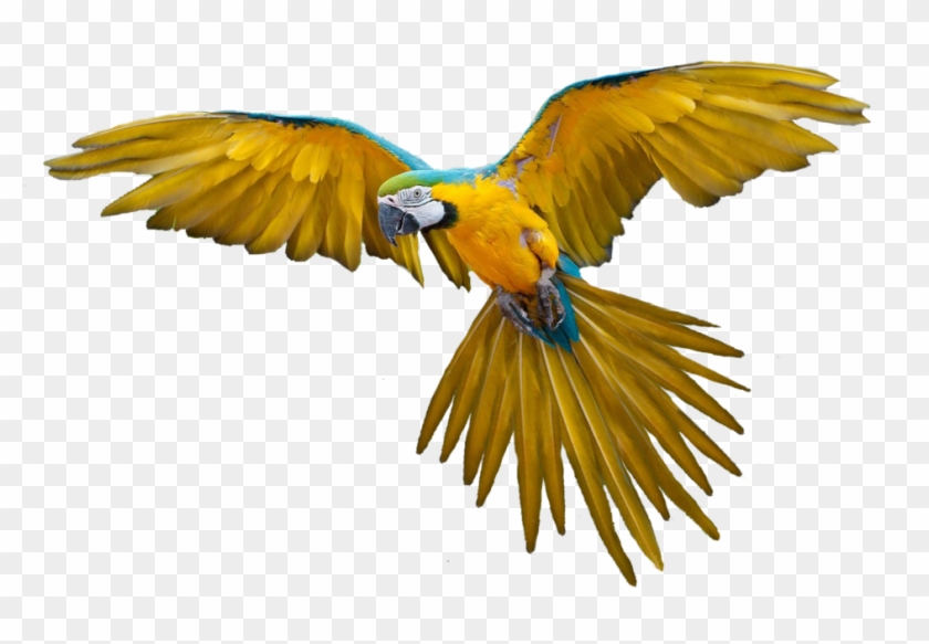 Parrot Flying #1264439