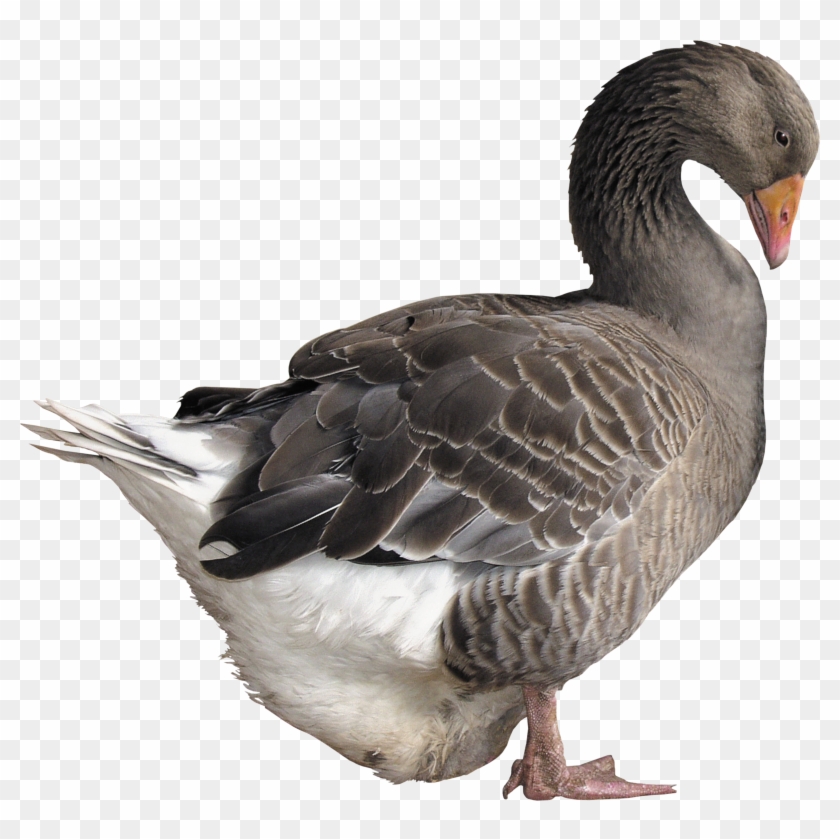 Goose Png - Goose Png #1264463