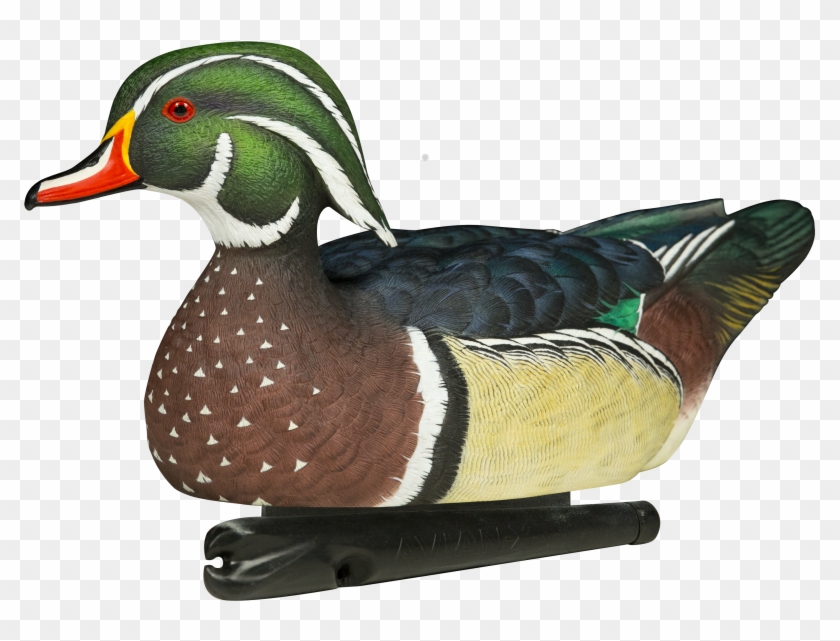 Avian X Wood Duck Decoys #1264465
