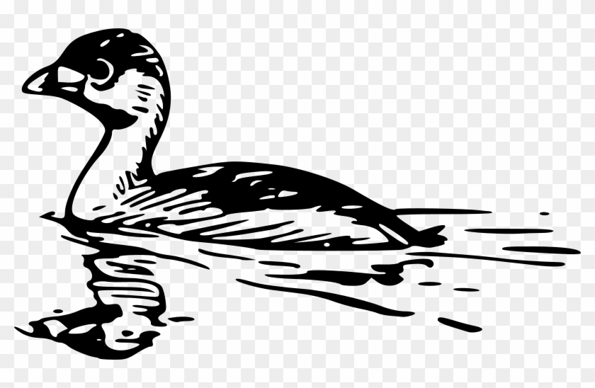 Free Pied-billed Grebe - Water Reflection Transparent Art #1264492