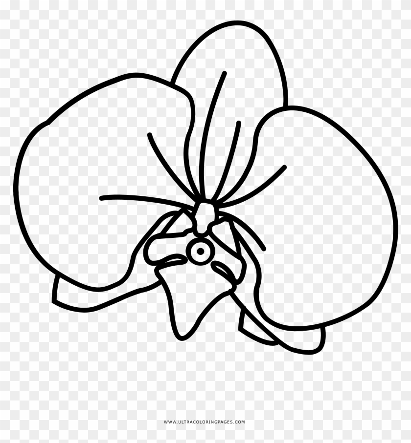 Image Orchid Colouring Pages With Coloring Page Ultra - Dibujo De Orquidea Para Colorear #1264643