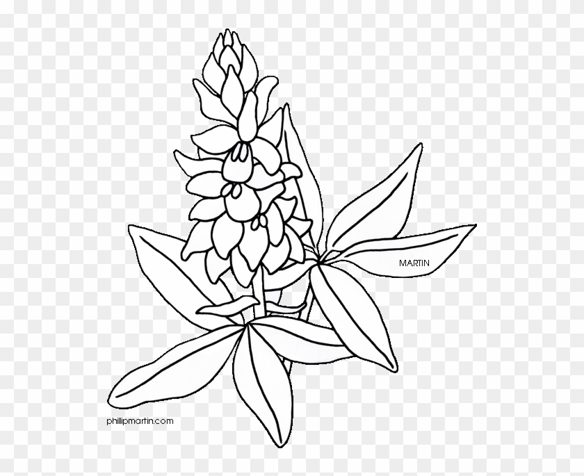 Bluebonnet Coloring Page Eassume Com Ahmed - Texas State Flower Drawing #1264647