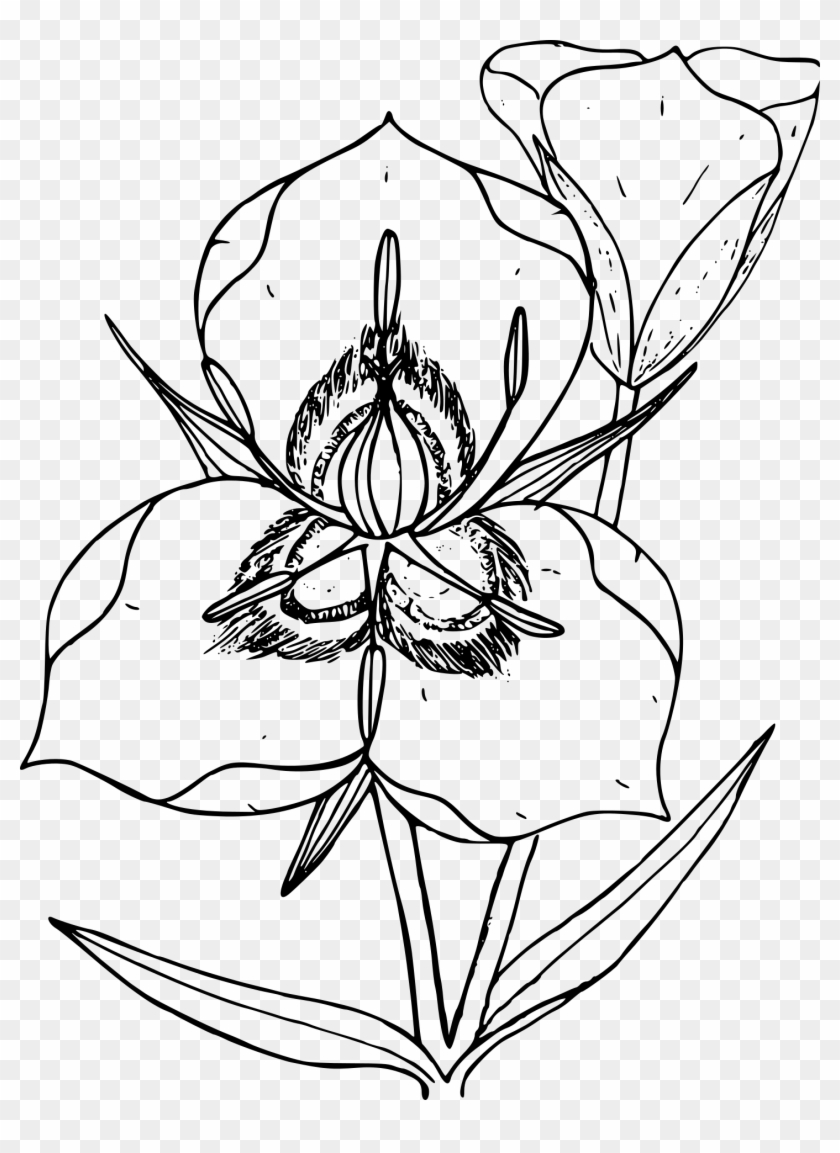 Utah Drawing Line Art Calochortus Nuttallii Sketch - Tennessee State Flower Coloring Page #1264651