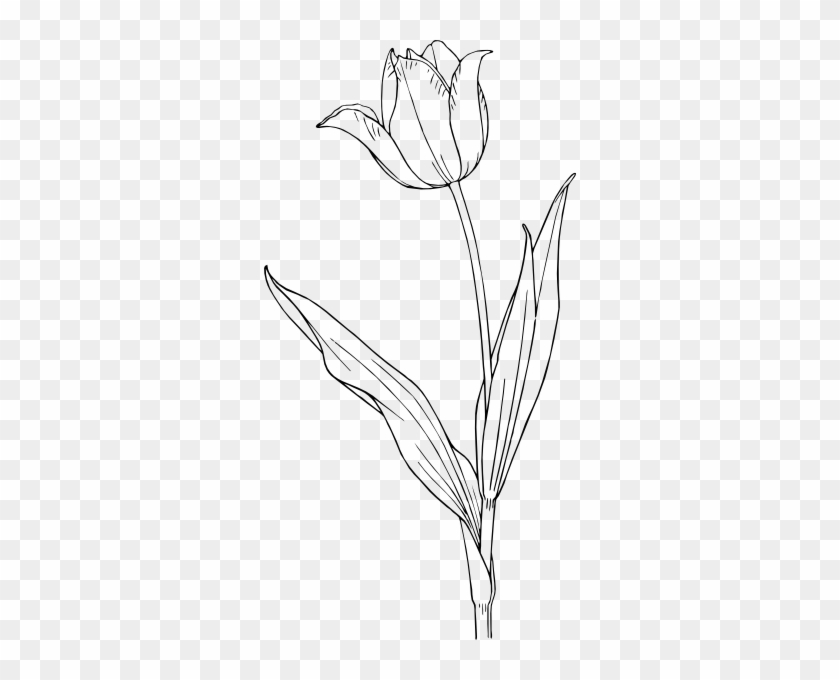 Tulip Coloring Pages - Tulip Clip Art Black And White #1264657