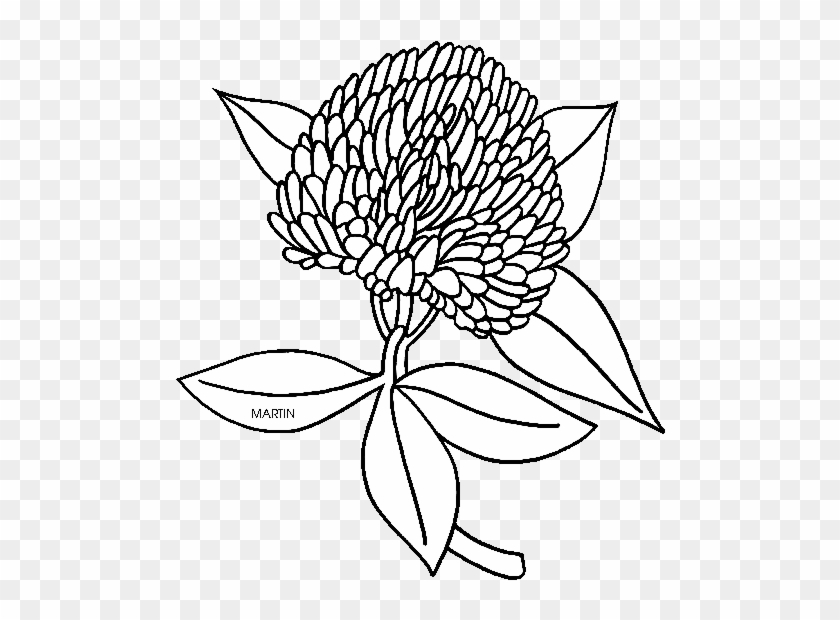 United States Clip Art By Phillip Martin, State Flower - Vermont State Flower Coloring Page #1264681