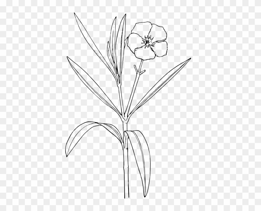 Flower Coloring Pages - Red Oleander Flower Diagram #1264684