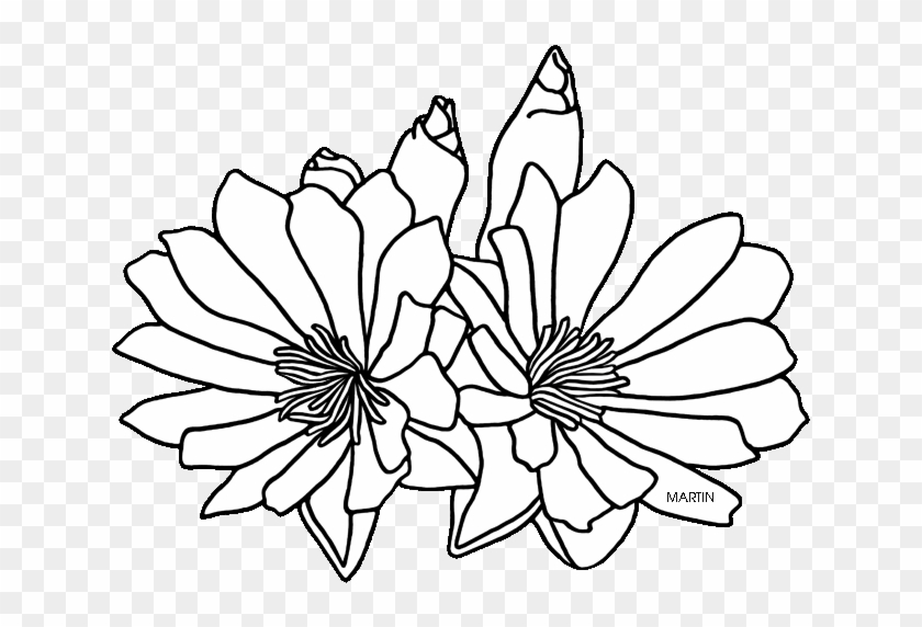 United States Clip Art By Phillip Martin, State Floral - Bitterroot Coloring Page #1264692