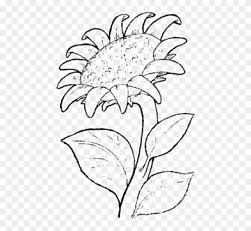 Drawing Coloring Book Common Sunflower Painting - Sonnenblume Malbild #1264698