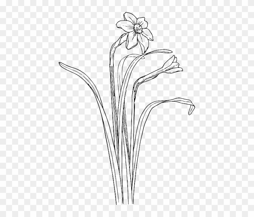 Drawing, Flower, Cartoon, Plant, Garden, Bush - Flower With Stem Drawing #1264707