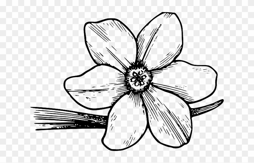 Flower, Bloom, Plant, Nature, Dogwood, Petals, Botany - Violet Flower Coloring Page #1264710