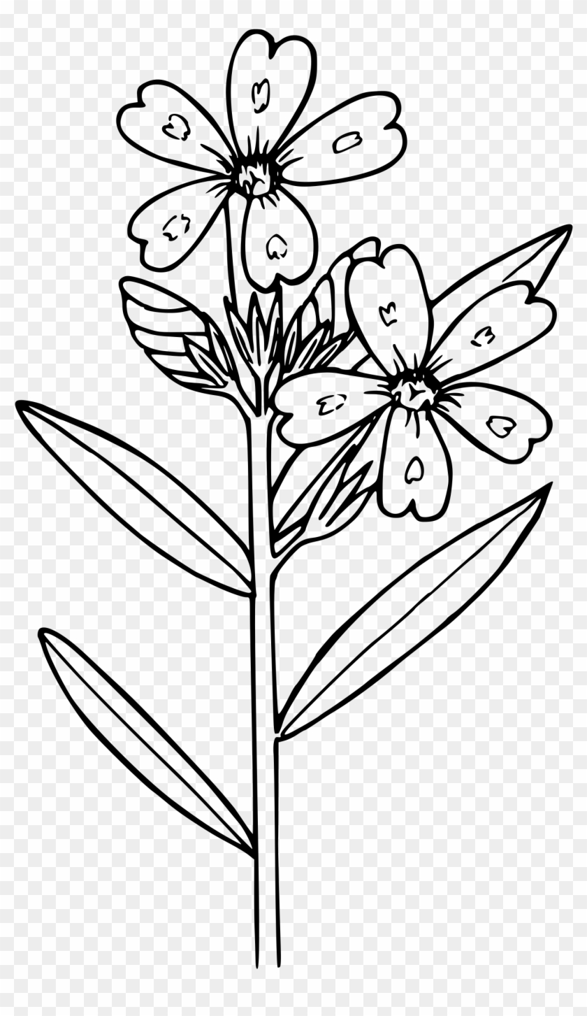Phlox Drummondii Flower Coloring Book Clip Art - Phlox Drummondii #1264726