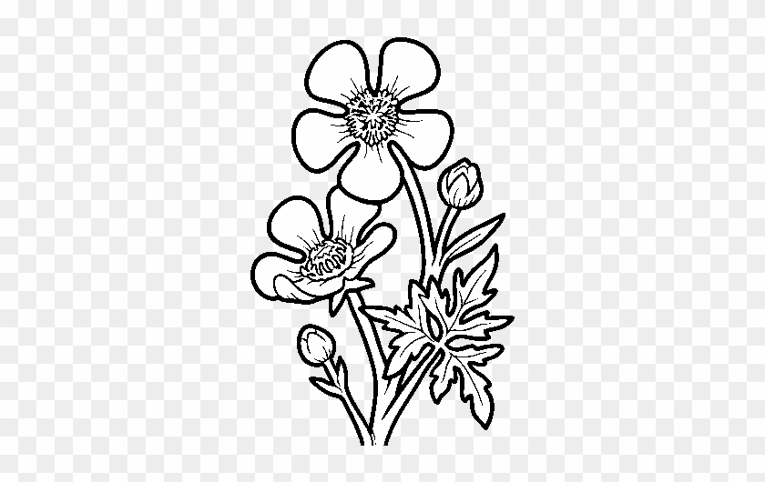 Meadow Buttercup Flower Coloring Page - Jaskier Kolorowanka #1264730