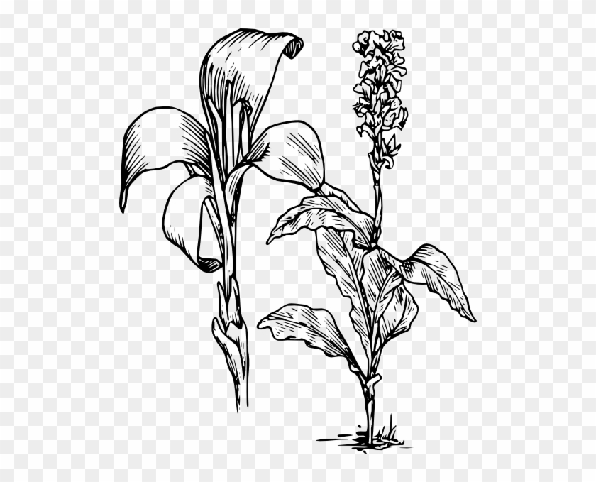 Canna Lily Clip Art - Lily Clipart #1264733