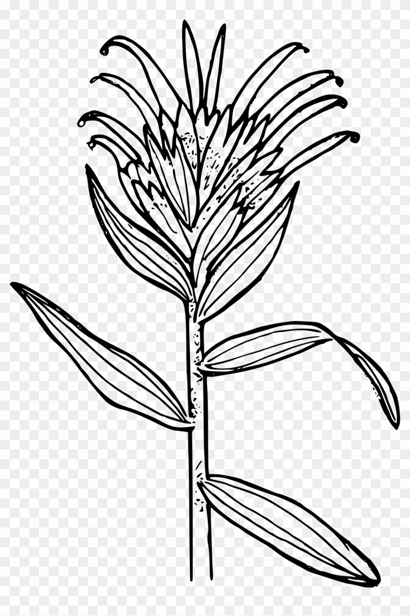 Castilleja Miniata Coloring Book Castilleja Linariifolia - Draw An Indian Paintbrush #1264738