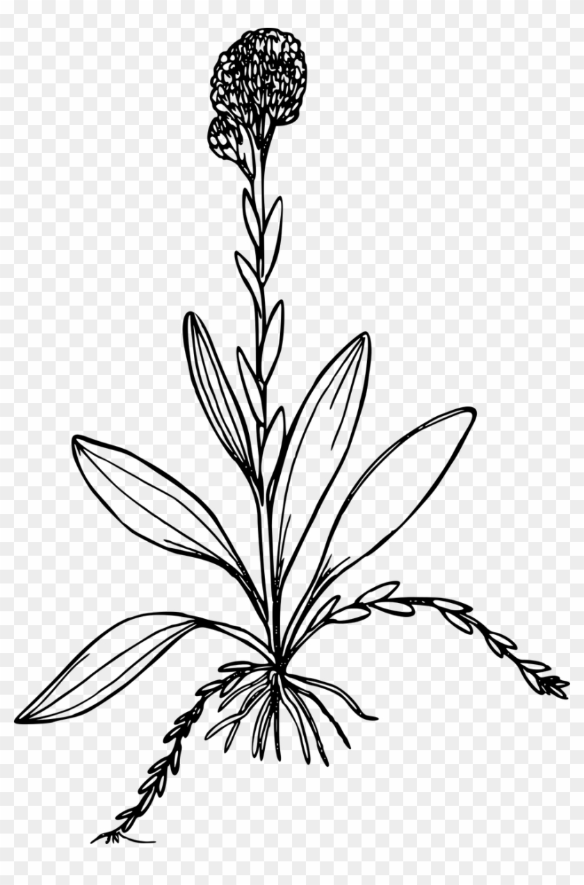 Flower Plant Wild Wildflower Hd Png Image - Antennaria Corymbosa #1264742
