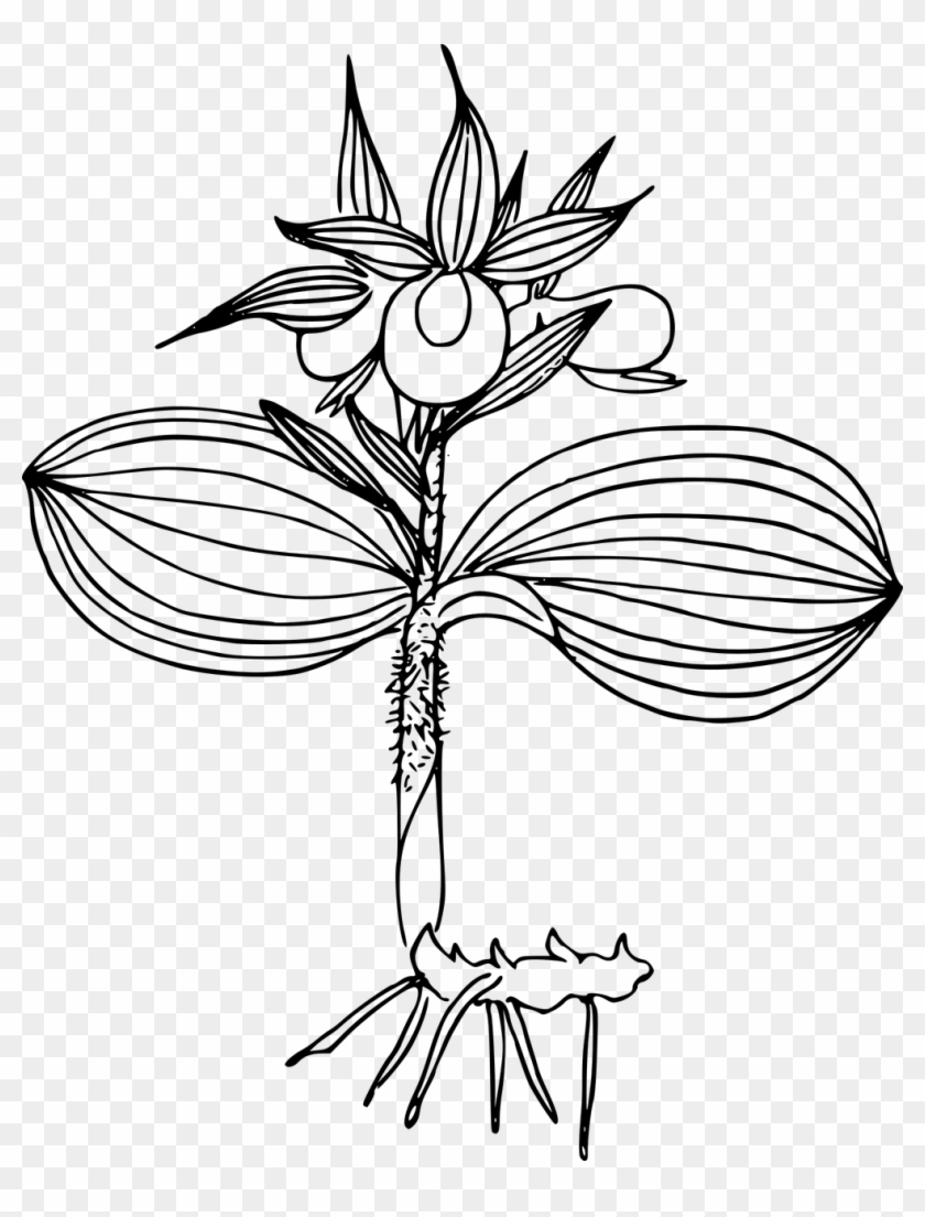 Flower Plant Wild Wildflower Illustration Png Image - Plants #1264763