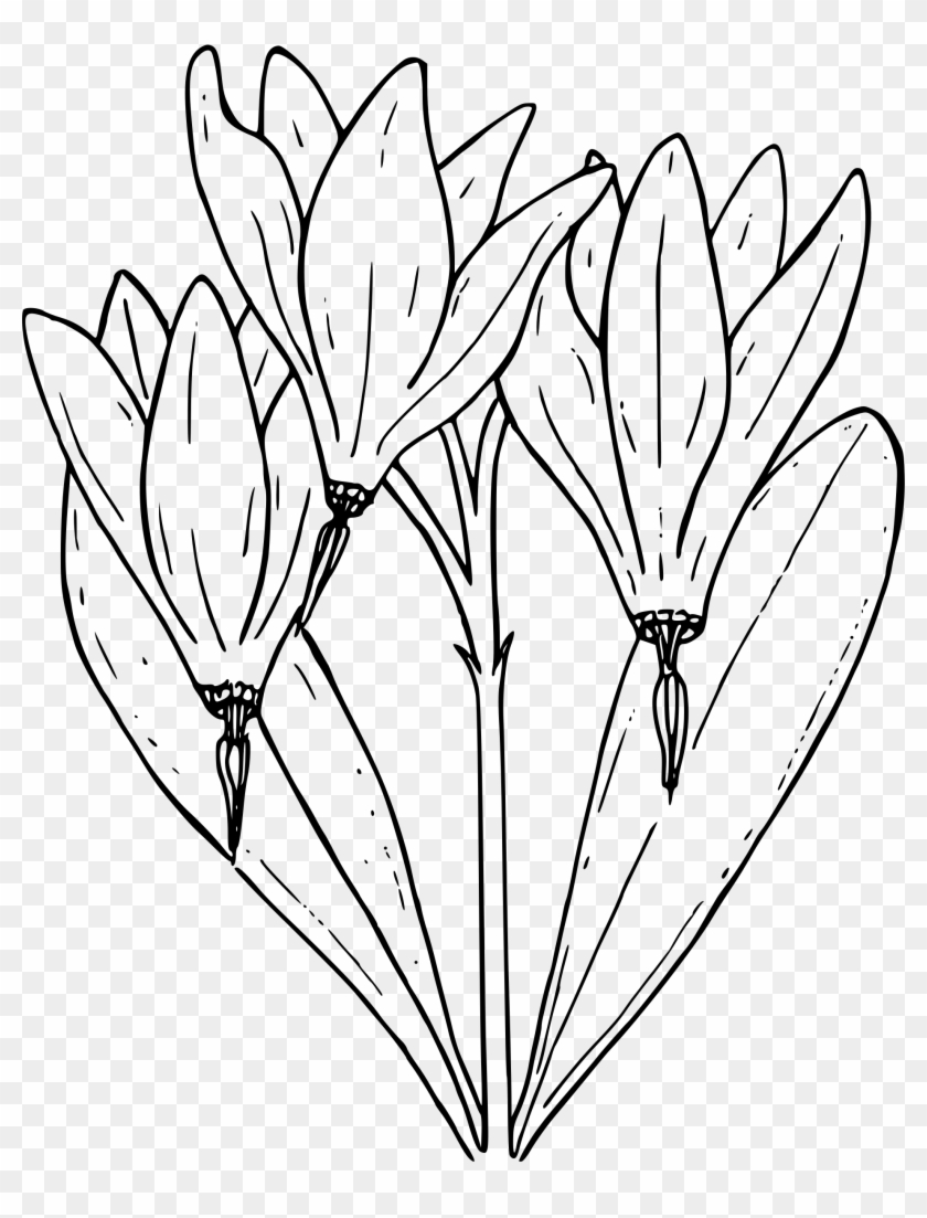 Clipart Shooting Star Flower Drawing Free Transparent Png Clipart Images Download
