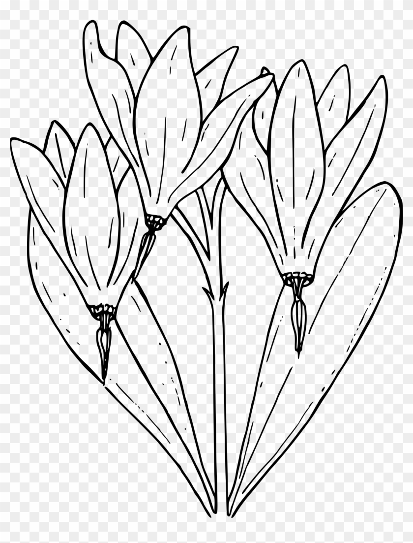 Clipart - Shooting Star Flower Drawing #1264766