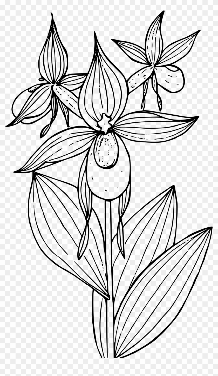 Mountain Lady's Slipper Orchid By @firkin, Simple Plant - Simple Lady Slipper Flower #1264771