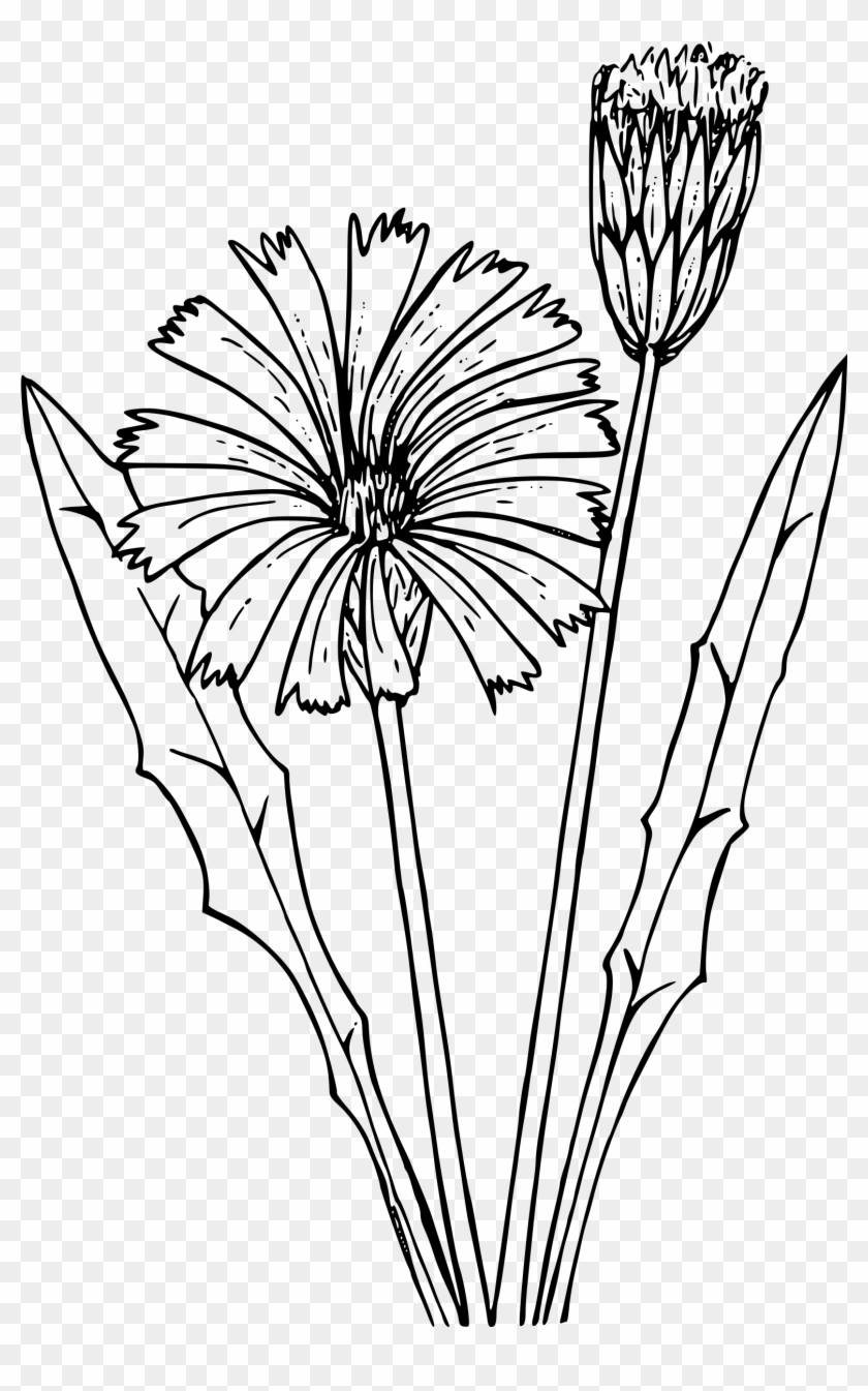 Drawn Dandelion Transparent - Dandelion Svg #1264774