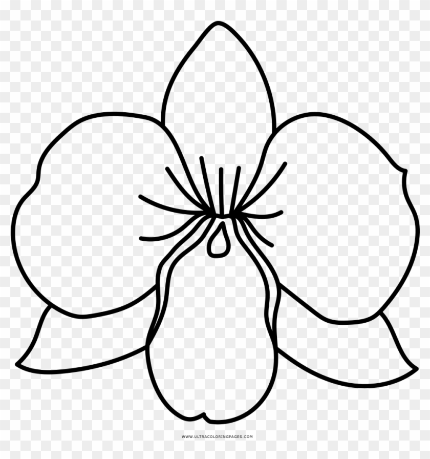 Picture Orchid Colouring Pages With Coloring Page Ultra - Dibujo De Orquidea  Para Colorear - Free Transparent PNG Clipart Images Download