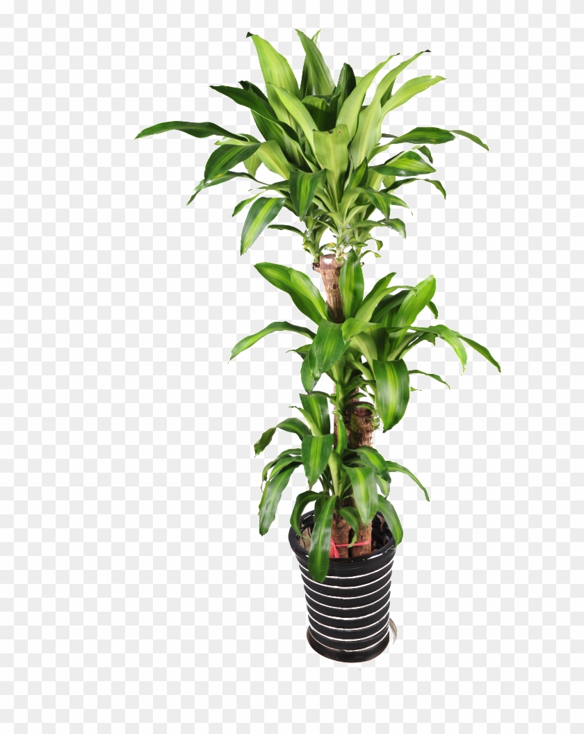 Planta De Maceta De Bonsai - Pot Plant Png #1264797