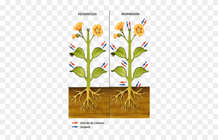 Imagen Relacionada - Respiracion De Las Flores #1264806