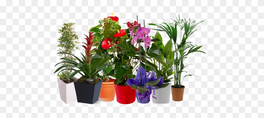 Plantas De Temporada En Vivero - Plant Nursery #1264812