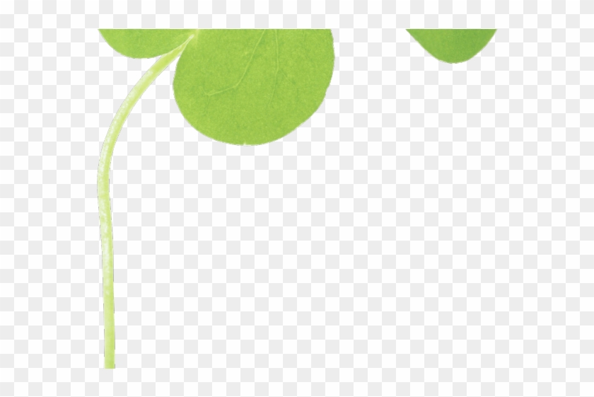 Clover Png Transparent Images - Leaf #1264994