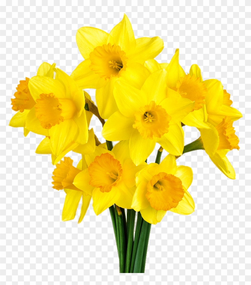 Daffodil Bunch Transparent Png - ดอกไม้ สี เหลือง Png #1265068